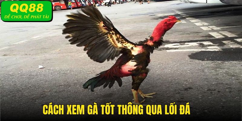 Hướng dẫn cách xem gà tốt thông qua lối đá