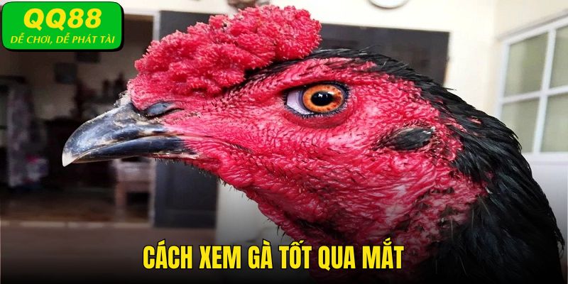 Cách xem gà tốt thông qua mắt gà