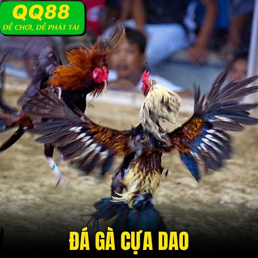 Đá Gà Cựa Dao - Nơi Quy Tụ Những Trận Đấu Máu Lửa