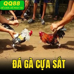 Đá Gà Cựa Sắt - Bí Quyết Kiếm Lợi Nhuận Khủng