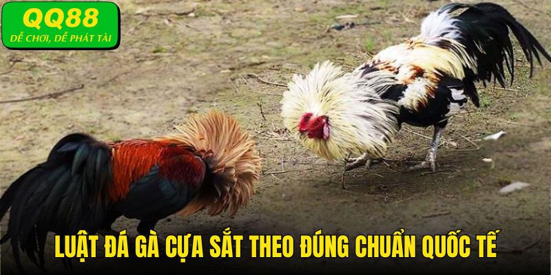 Luật đá gà cựa sắt từ A đến Z