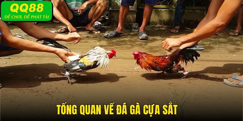 Tổng quan về đá gà cựa sắt