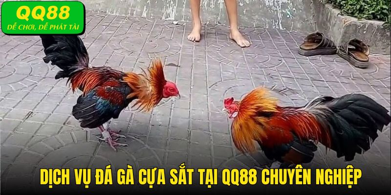 3 ưu điểm tạo nên sự chuyên nghiệp của hạng mục đá gà QQ88