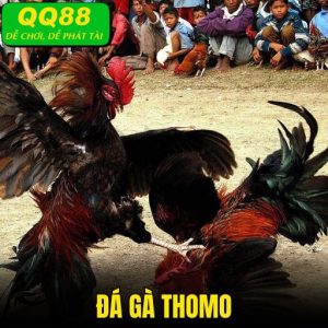 Đá Gà Thomo - Thiên Đường Giải Trí Lý Tưởng