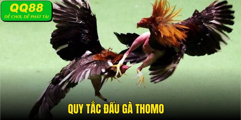 Những quy tắc cần nắm khi tham gia đấu gà Thomo