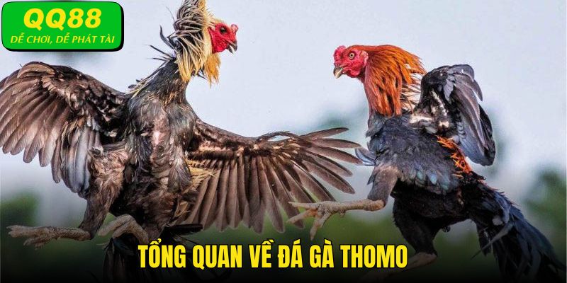 Tổng quan về loại hình đá gà Thomo với nhiều điều thú vị